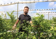 Ostatnia prosta. Nawożenie borówek przed zbiorami