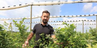 Ostatnia prosta. Nawożenie borówek przed zbiorami