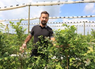 Ostatnia prosta. Nawożenie borówek przed zbiorami