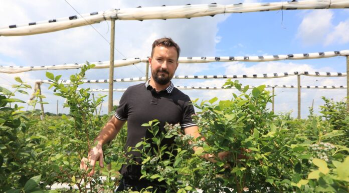 Ostatnia prosta. Nawożenie borówek przed zbiorami