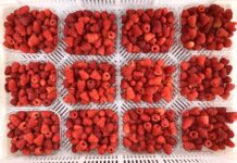 Ochrona malin w trakcie kwitnienia i owocowania