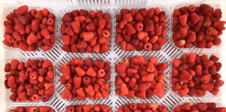 Ochrona malin w trakcie kwitnienia i owocowania