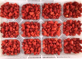 Ochrona malin w trakcie kwitnienia i owocowania