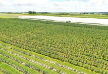 Nawożenie borówek – ostatnie akcenty