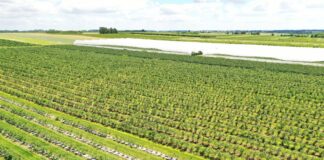 Nawożenie borówek – ostatnie akcenty