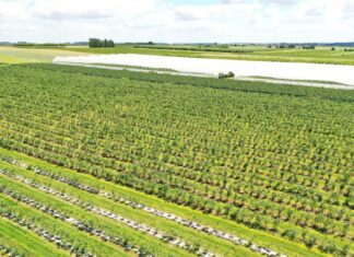 Nawożenie borówek – ostatnie akcenty