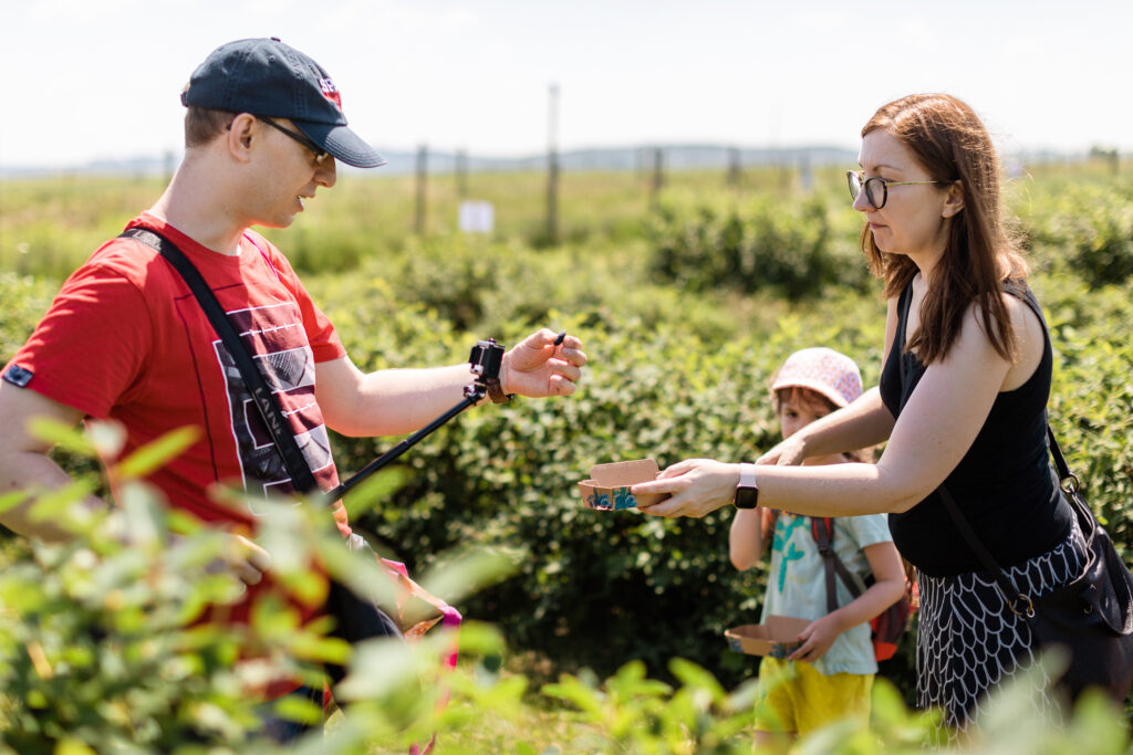 Samozbiory na plantacji jagody kamczackiej