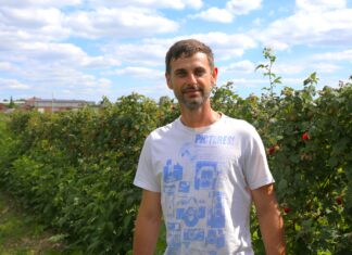 Malin przemysłowych mało, ceny przeciętne