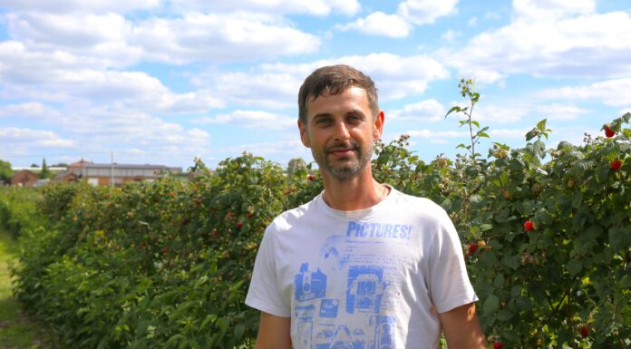 Malin przemysłowych mało, ceny przeciętne