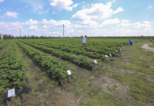 Truskawkowe Inspiracje – 40 odmian truskawek do zobaczenia już 6 lipca