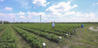 Truskawkowe Inspiracje – 40 odmian truskawek do zobaczenia już 6 lipca