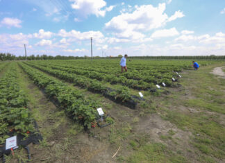 Truskawkowe Inspiracje – 40 odmian truskawek do zobaczenia już 6 lipca