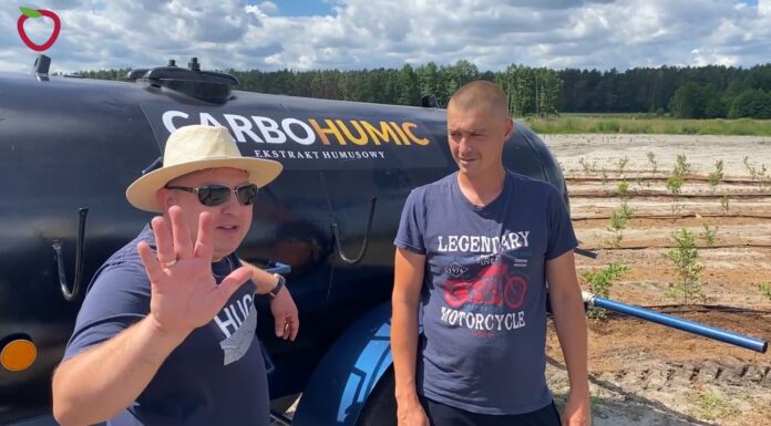 Borówka rośnie jak szalona na nowej plantacji. Co zrobił Mateusz?