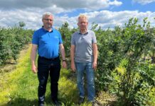 Ochrona borówek przed szarą pleśnią i nie tylko