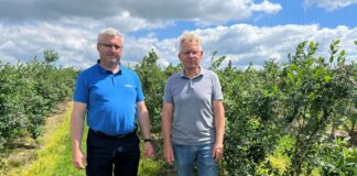 Ochrona borówek przed szarą pleśnią i nie tylko