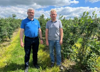 Ochrona borówek przed szarą pleśnią i nie tylko