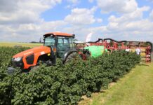 Pokazy porzeczkowe 2024