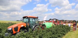 Pokazy porzeczkowe 2024