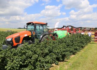 Pokazy porzeczkowe 2024