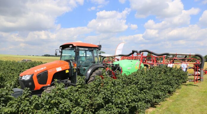 Pokazy porzeczkowe 2024