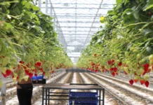 Benevia z rozszerzoną rejestracją o nowe uprawy