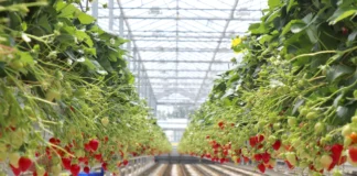 Benevia z rozszerzoną rejestracją o nowe uprawy