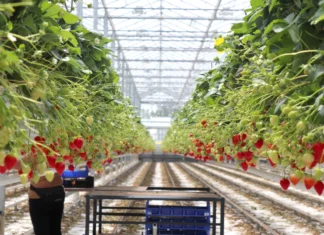 Benevia z rozszerzoną rejestracją o nowe uprawy