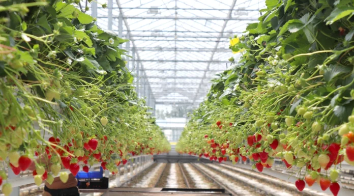 Benevia z rozszerzoną rejestracją o nowe uprawy