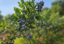 Pierwszy (26 ) tydzień zbiorów borówki. Ceny, podaż, rokowania