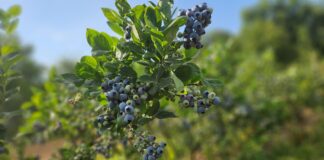 Pierwszy (26 ) tydzień zbiorów borówki. Ceny, podaż, rokowania