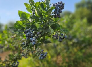 Pierwszy (26 ) tydzień zbiorów borówki. Ceny, podaż, rokowania