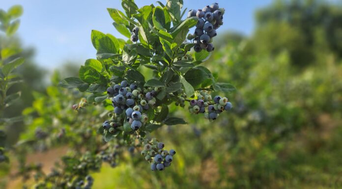 Pierwszy (26 ) tydzień zbiorów borówki. Ceny, podaż, rokowania