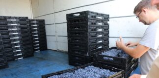 Czy polska borówka podbije Indie?