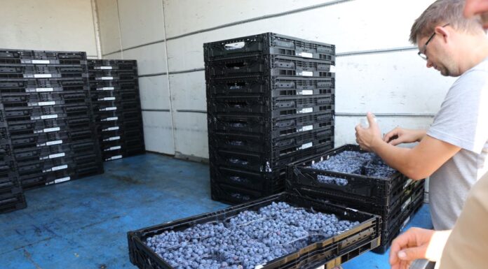 Czy polska borówka podbije Indie?