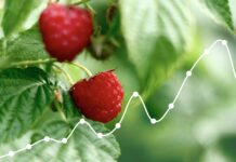 CENY MALIN i TRUSKAWEK | Notowanie z dn. 1 lipca 2024