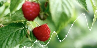 CENY MALIN i TRUSKAWEK | Notowanie z dn. 1 lipca 2024