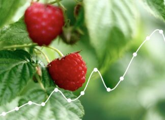 CENY MALIN i TRUSKAWEK | Notowanie z dn. 1 lipca 2024