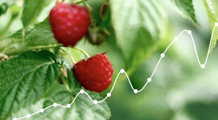 CENY MALIN i TRUSKAWEK | Notowanie z dn. 1 lipca 2024