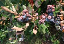 Temperatury krytyczne dla owoców borówki. Kiedy dochodzi do uszkodzeń?