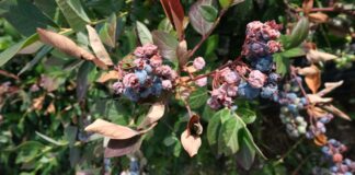 Temperatury krytyczne dla owoców borówki. Kiedy dochodzi do uszkodzeń?