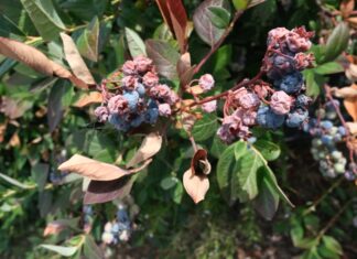 Temperatury krytyczne dla owoców borówki. Kiedy dochodzi do uszkodzeń?