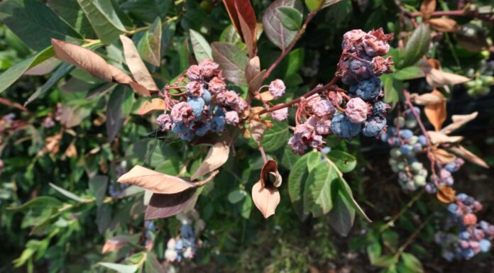 Temperatury krytyczne dla owoców borówki. Kiedy dochodzi do uszkodzeń?