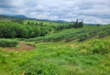 Gruzja – nowy gracz na unijnym rynku borówek