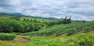 Gruzja – nowy gracz na unijnym rynku borówek