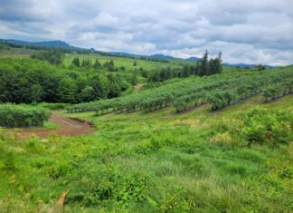 Gruzja – nowy gracz na unijnym rynku borówek