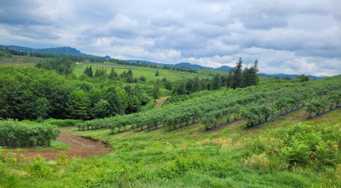 Gruzja – nowy gracz na unijnym rynku borówek