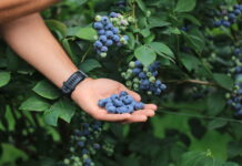 Jakie powinny być nowe odmiany borówki?