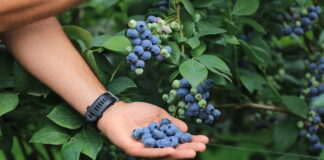 Jakie powinny być nowe odmiany borówki?