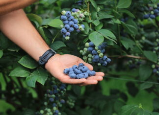 Jakie powinny być nowe odmiany borówki?