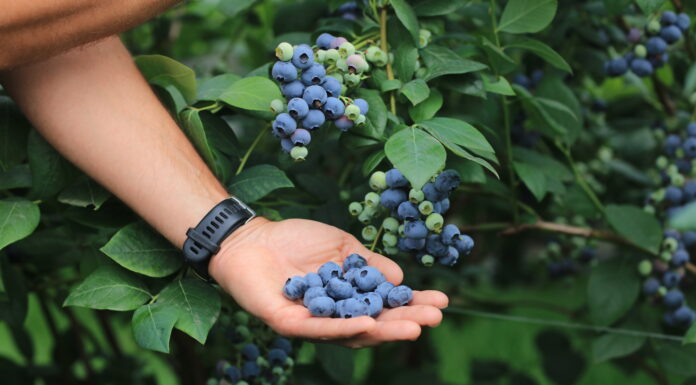 Jakie powinny być nowe odmiany borówki?